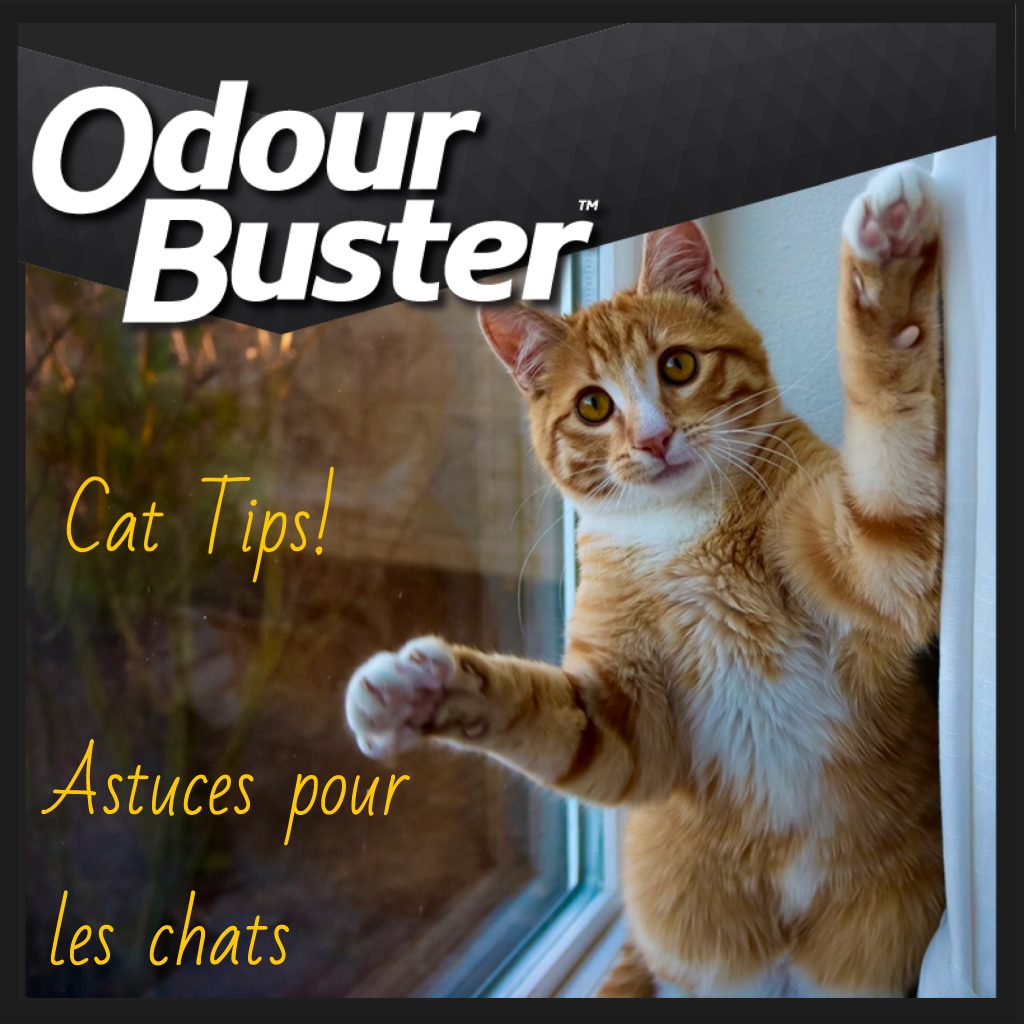 Set up your cats' litter box successfully with Odour Buster™